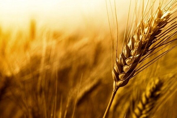 پیش بینی خرید تضمینی ۱۰ میلیون تن گندم در کشور