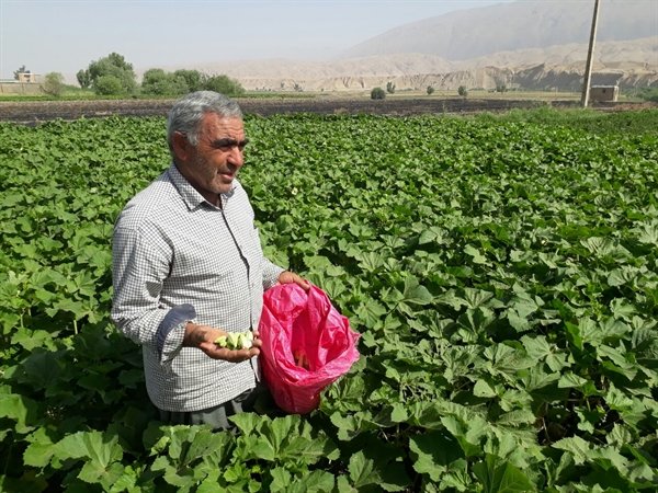 خسارت ۷۹۷ میلیارد تومانی بخش کشاورزی آذربایجان شرقی در سال زراعی جاری