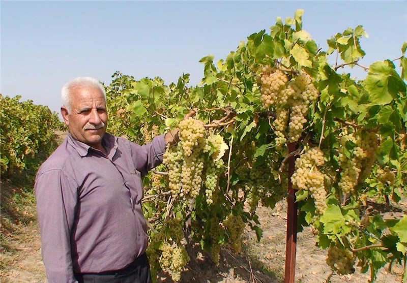 برداشت ۲۷۳ هزار تن انگور از تاکستان‌های آذربایجان‌شرقی
