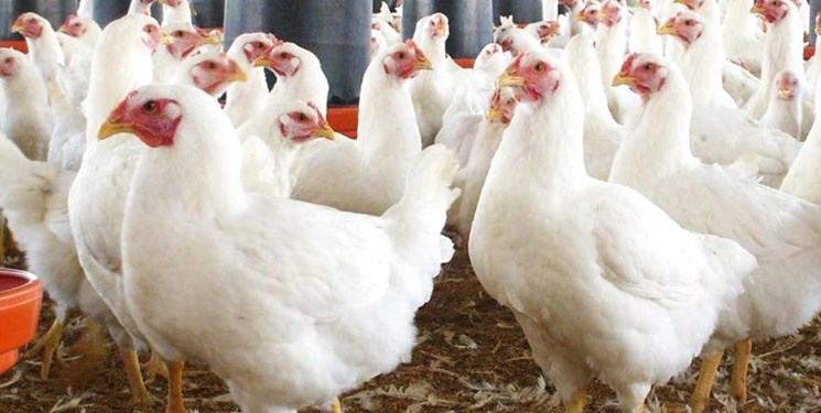 آخرین وضعیت تامین نهاده‌های دامی/ اجرای طرح تولید مرغ سایز در آذربایجان‌شرقی