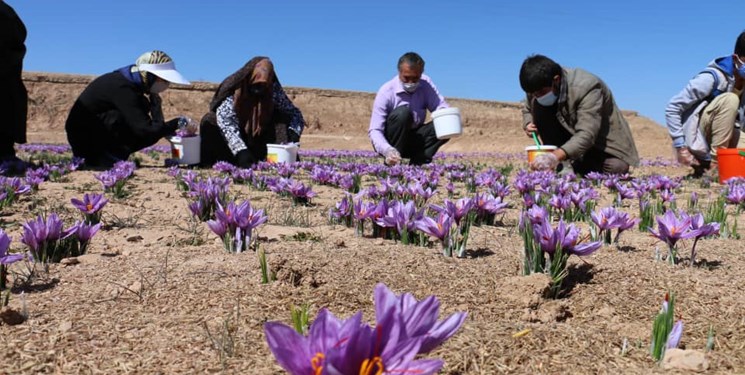 تولید ۱۴۰۰ کیلوگرم زعفران خشک در آذربایجان‌شرقی/ تولید 90 درصد زعفران دنیا در ایران