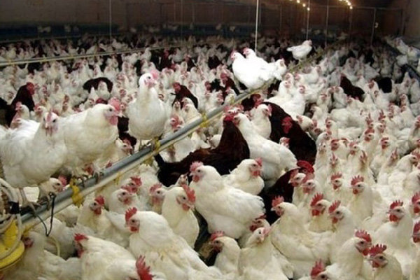 آنفلوآنزای پرندگان در زیستگاه‌های آذربایجان‌شرقی مشاهده نشده است