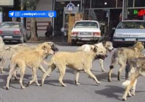 جولان سگ های بلاصاحب در سطح شهر بناب