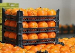 توزیع ۷۰ هزار تن سیب و پرتقال تنظیم بازار آغاز شد