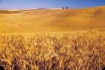 رتبه دوم آذربایجان شرقی در جهش تولید دیمزار‌های کشور