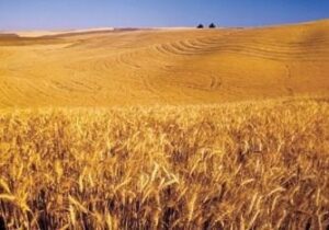 رتبه دوم آذربایجان شرقی در جهش تولید دیمزار‌های کشور