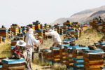 تولید عسل در آذربایجان‌شرقی ۴.۴ درصد افزایش یافت