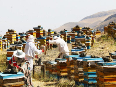 تولید عسل در آذربایجان‌شرقی ۴.۴ درصد افزایش یافت