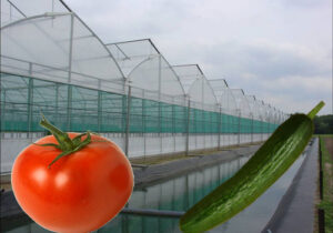 آذربایجان شرقی ؛ یکی از قطبهای کشوری تولید خیار، گوجه فرنگی