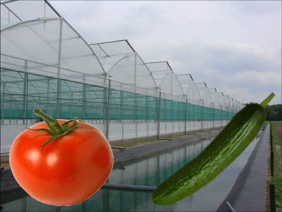 آذربایجان شرقی ؛ یکی از قطبهای کشوری تولید خیار، گوجه فرنگی