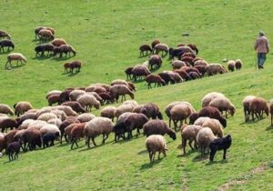 تولید ۲۰ درصد گوشت قرمز آذربایجان شرقی باتلاش عشایر