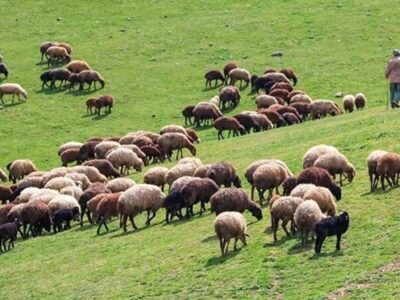 تولید ۲۰ درصد گوشت قرمز آذربایجان شرقی باتلاش عشایر