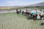 تولید بیش از ۲۲ هزار تن برنج محلی در آذربایجان شرقی