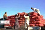 محدودیت‌های صادراتی پیاز و گوجه فرنگی به‌زودی ابلاغ می‌شود